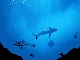 Grey reef sharks, Marianne Isl